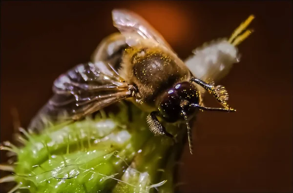 Včela Sbírající Pyl Žlutého Květu — Stock fotografie
