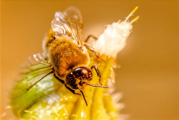 Ape Che Raccoglie Polline Fiore Giallo — Foto Stock