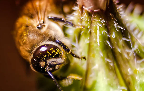 Μια Μέλισσα Συλλέγει Γύρη Από Ένα Κίτρινο Λουλούδι — Φωτογραφία Αρχείου