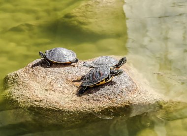 Güneşte bir taşın üzerinde duran kaplumbağalar. Etrafı yeşilin gölgeleriyle çevrili.