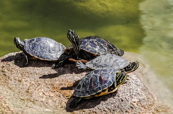 Turtles standing on a stone in the sun surrounded by water with shades of green
