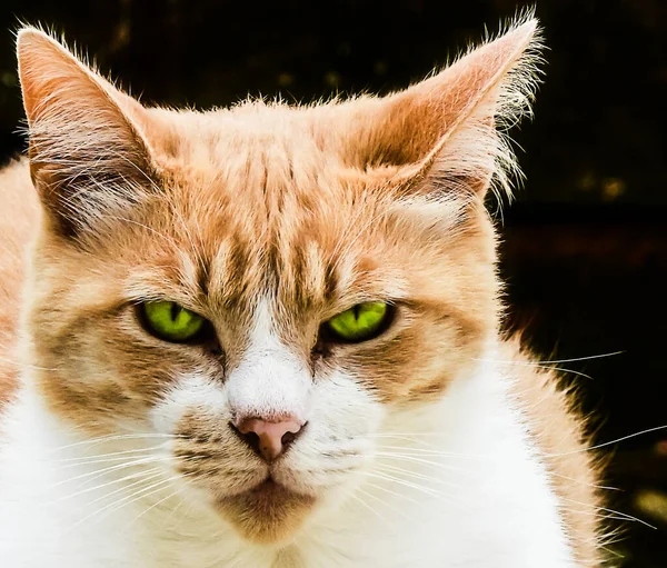 Домашняя Кошка Зелеными Глазами Белых Оранжевых Тонах Стоящая Бетонном Заборе — стоковое фото