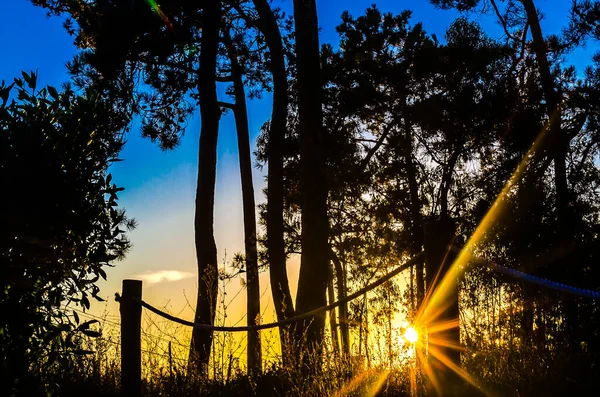 Die Sonne Geht Zwischen Den Bäumen Unter Und Gibt Strahlen — Stockfoto