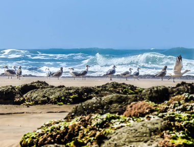 Deniz manzaralı, deniz ile okyanus arasında kumlu bir dilde martılar.