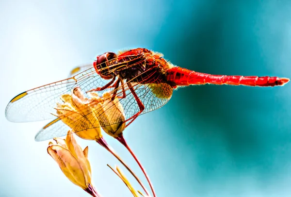 Red Dragonfly Yellow Flower Foreground Blurred Blue Background — Stock Photo, Image