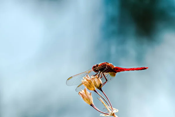 Red Dragonfly Yellow Flower Foreground Blurred Blue Background — Stock Photo, Image