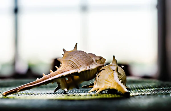 Duas Conchas Frente Uma Janela Suporte Plástico Verde — Fotografia de Stock