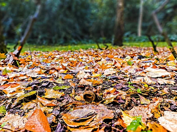 Paisagem Outono Com Folhas Secas Parque Centro Lisboa — Fotografia de Stock