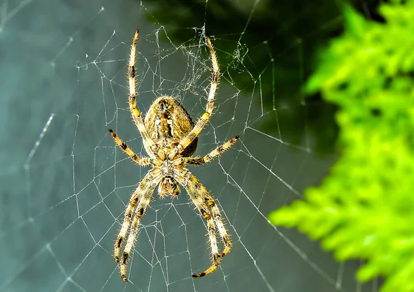 Egy Pók Vár Vásznon Zöld Szürke Homályos Hátterén — Stock Fotó