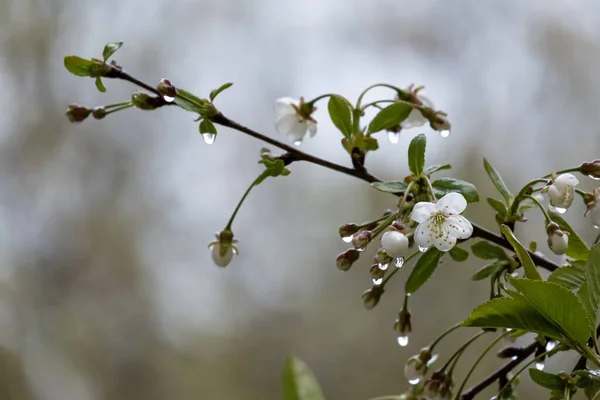 Beautiful branch of a blossoming cherry in transparent raindrops, on a blurry background. — Stock Photo, Image