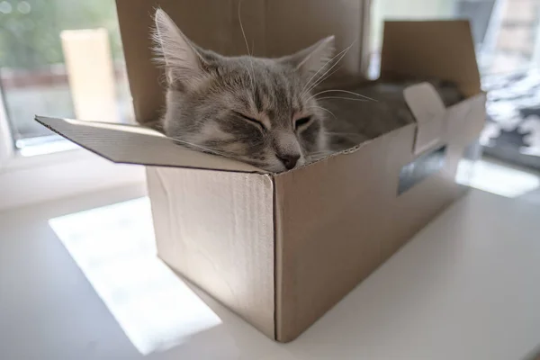 Cute cat hardly fit into a small cardboard box and fell asleep, on the windowsill, against the background of the window.