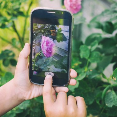 El kullanan çocuk cep telefonuyla fotoğraf çekiyor. Gün batımında kırmızı gül, yeşilliğin arka planında.