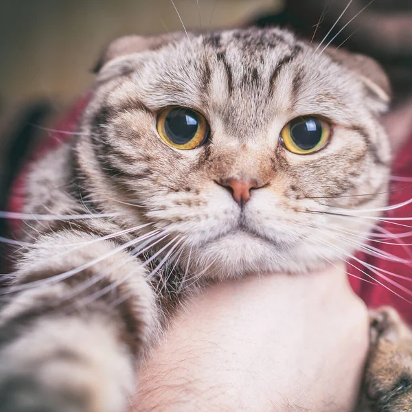 Vážná Kočka Dělá Selfie Foto — Stock fotografie