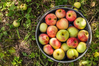 Elmalar yeşil çimlerin üzerinde duran metal bir kovanın içinde suyun içinde yatıyor.