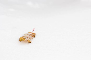 Bir dağın sarı kuru yaprağı, beyaz kar üzerinde uzanıyor, yazı için yeri var.