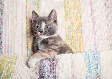 Minderle oynayan sevimli kedi yavrusu. Yakın plan.