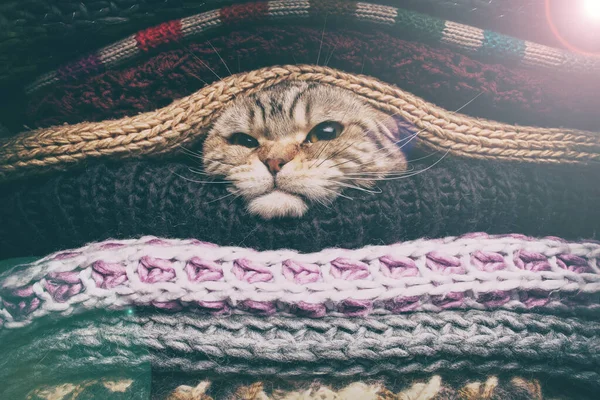 Angry Cat Preparing Winter Wrapped Pile Woolen Clothes — Stock Photo, Image