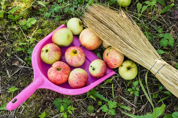 apples are collected in the scoop with a broom in a garden