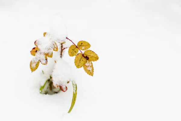 Piccolo Cespuglio Una Rosa Sotto Prima Neve Vicino — Foto Stock