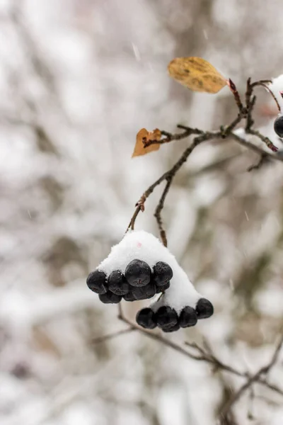 Aronia Coperta Con Una Prima Con Neve Soffice Giardino Nelle — Foto Stock