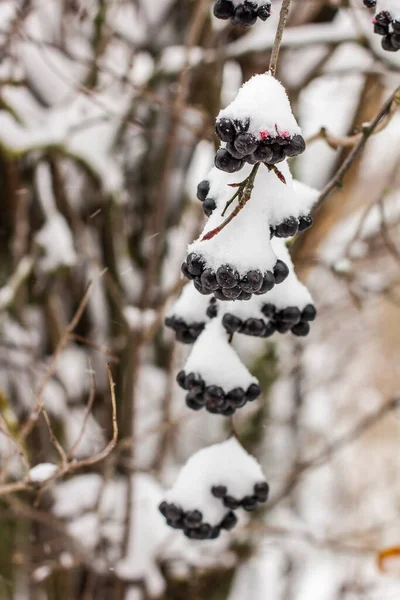 Aronia Coperta Con Una Prima Con Neve Soffice Giardino Nelle — Foto Stock