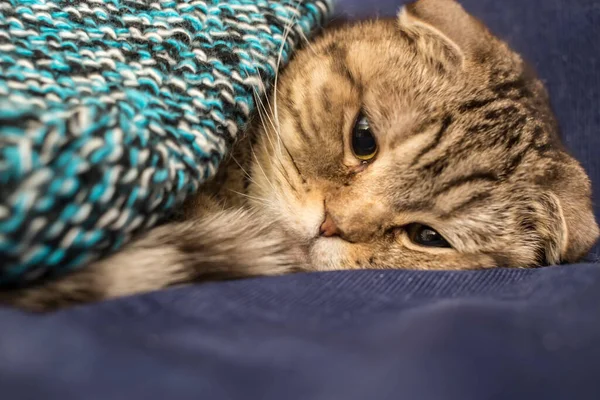 Scottish Cat Trying Fall Asleep Man Warm Knitted Blanket Close — Stock Photo, Image