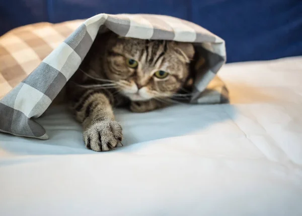 スコットランドの猫はチェックされた毛布の下に隠されており 遊び心のある彼の足をクリア引っ張っ クローズアップ — ストック写真