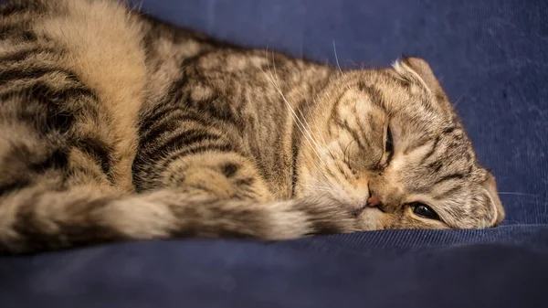 Skotsk Katt Försöker Somna Som Man Den Blå Soffan Närbild — Stockfoto