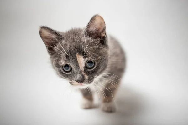 Little Curious Kitten Tricolor White Background Close — Stock Photo, Image