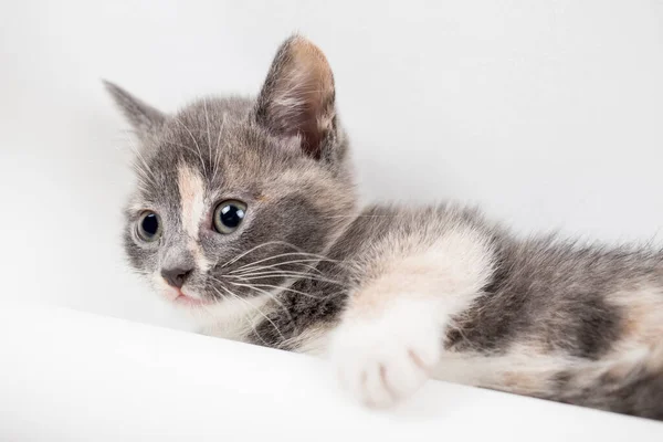 Pequeno Gatinho Tricolor Calma Está Descansando Fundo Branco Close — Fotografia de Stock