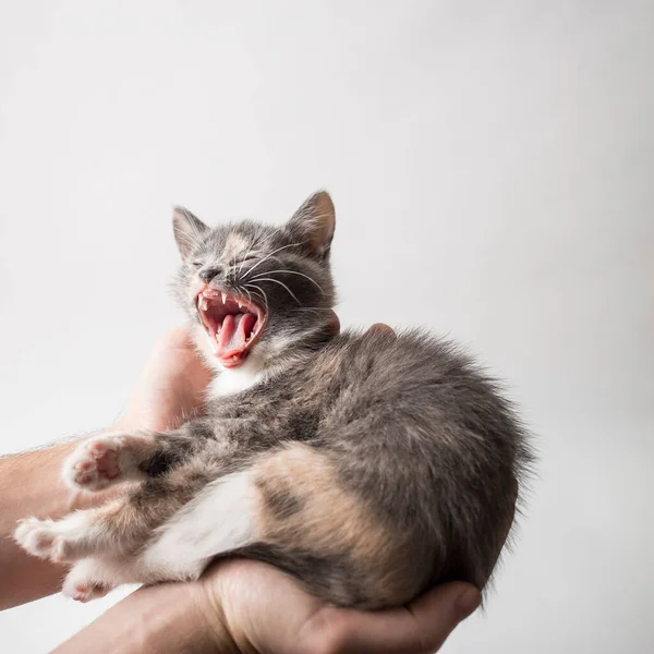 Pequeno Gatinho Sonolento Está Nas Mãos Homem Bocejos Close — Fotografia de Stock