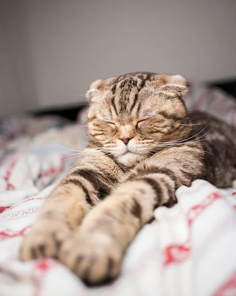 Schotse Kat Slaapt Zoete Tijd Poot Uitgerekt Bed Close — Stockfoto