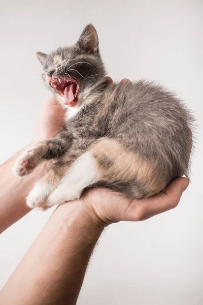 Pequeno Gatinho Sonolento Está Nas Mãos Homem Bocejos Close — Fotografia de Stock