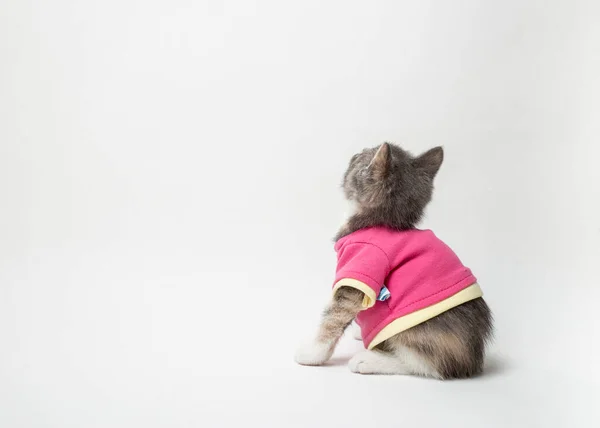 Lindo Juguetón Gatito Camisa Escarlata Sobre Fondo Blanco — Foto de Stock