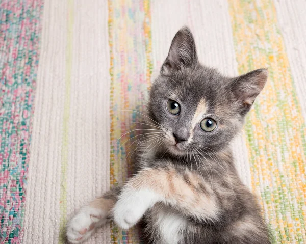 Minderle Oynayan Sevimli Kedi Yavrusu Yakın Plan — Stok fotoğraf