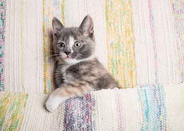 Minderle Oynayan Sevimli Kedi Yavrusu Yakın Plan — Stok fotoğraf