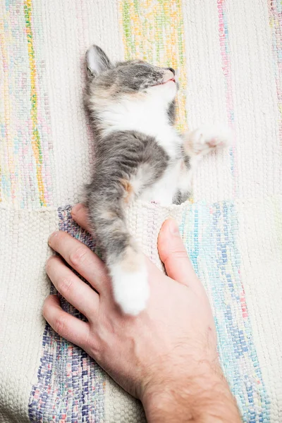 Рука Человека Гладит Котенка Спящего Коврике Крупный План — стоковое фото