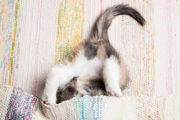 Słodki Kotek Bawiący Się Matą Zbliżenie — Zdjęcie stockowe