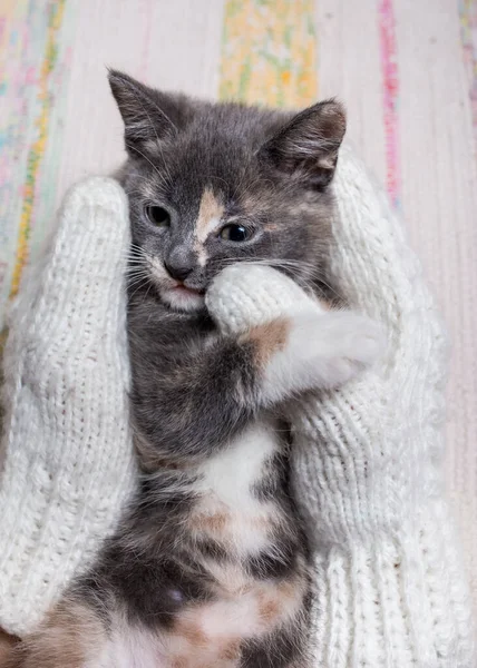 Mulher Segura Bonito Gatinho Nas Mãos Que Estão Vestidos Luvas — Fotografia de Stock