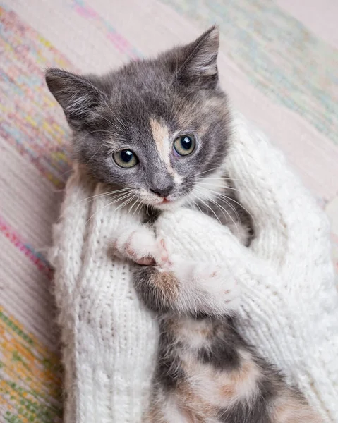 Mulher Segura Bonito Gatinho Nas Mãos Que Estão Vestidos Luvas — Fotografia de Stock