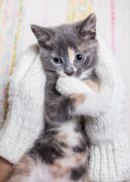 Woman Holds Cute Kitten Hands Which Dressed White Knitted Mittens — Stock Photo, Image