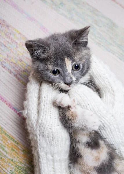 Tart Egy Aranyos Cica Kezében Amely Öltözött Fehér Kötött Kesztyű — Stock Fotó