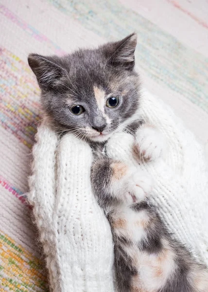 Woman Holds Cute Kitten Hands Which Dressed White Knitted Mittens — Stock Photo, Image