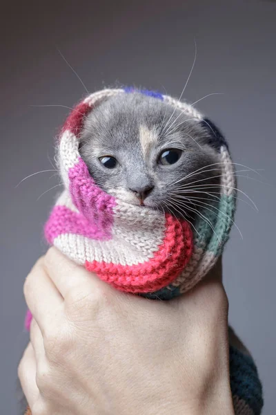 Funny Kitten Held Hand Wrapped Striped Woolen Scarf Preparation Winter — Stock Photo, Image
