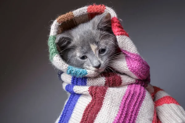 Śmieszne Smutny Młody Zamarzający Kot Zawinięty Paski Wełniany Szalik Przygotowaniu — Zdjęcie stockowe