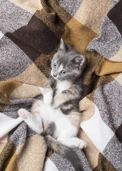Маленький Милый Педижадный Котёнок Лежит Клетке — стоковое фото
