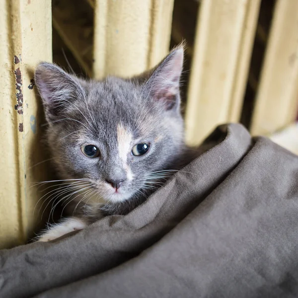 Sweet Kitten Lying Covers Warm Radiator Old Close — Stock Photo, Image