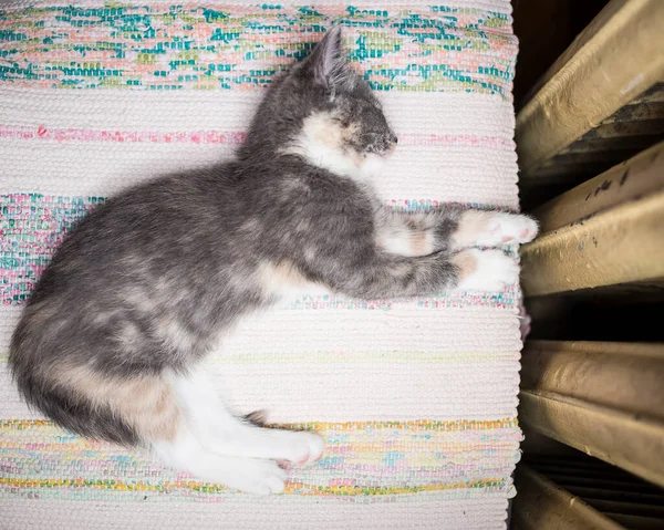 Söt Kattunge Sover Tätt Nära Den Varma Gamla Kylare — Stockfoto