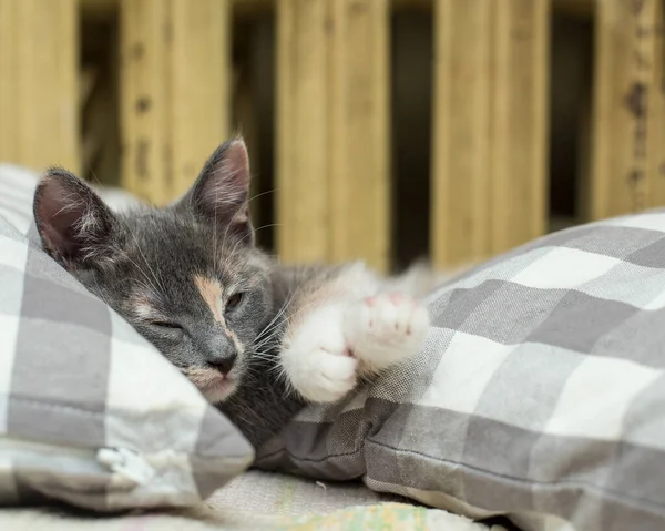 Encantador Docemente Gatinho Está Dormindo Entre Almofadas Macias Perto Aquecer — Fotografia de Stock