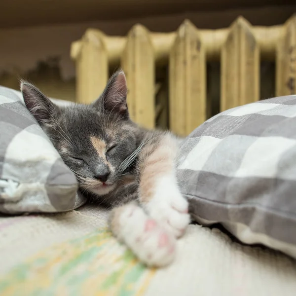 Sevimli Kedi Yavrusu Radyatöre Yakın Yumuşak Yastıkların Arasında Uyuyor — Stok fotoğraf